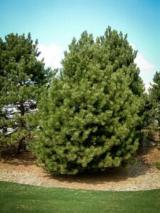 Сосна Чёрная (Pinus Nigra) купить по цене от 270.00р. в интернет-магазине «Посадика» с доставкой почтой в в Уржуме и по всей России – [изображение №1].