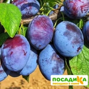 Слива Чачакская ранняя купить по цене от 229.00р. в интернет-магазине «Посадика» с доставкой почтой в в Уржуме и по всей России – [изображение №1].