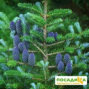 Пихта корейская (Abies koreana) купить по цене от 450.00р. в интернет-магазине «Посадика» с доставкой почтой в в Уржуме и по всей России – [изображение №1].