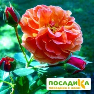 Роза Арабия купить по цене от 350.00р. в интернет-магазине «Посадика» с доставкой почтой в в Уржуме и по всей России – [изображение №1].