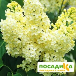 Сирень Примроуз (Primrose) купить по цене от 529.00р. в интернет-магазине «Посадика» с доставкой почтой в в Уржуме и по всей России – [изображение №1].