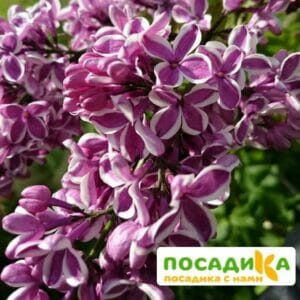 Сирень Сенсация купить по цене от 529.00р. в интернет-магазине «Посадика» с доставкой почтой в в Уржуме и по всей России – [изображение №1].