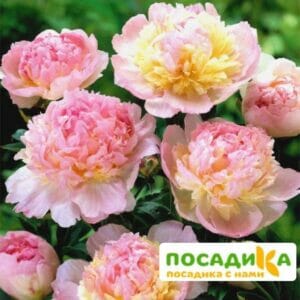 Пион Распберри Сандей (Paeonia Raspberry Sundae) купить по цене от 959р. в интернет-магазине «Посадика» с доставкой почтой в в Уржуме и по всей России – [изображение №1].