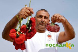 Клубника Гигант Джорнея купить по цене от 266р. в интернет-магазине «Посадика» с доставкой почтой в в Уржуме и по всей России – [изображение №1].