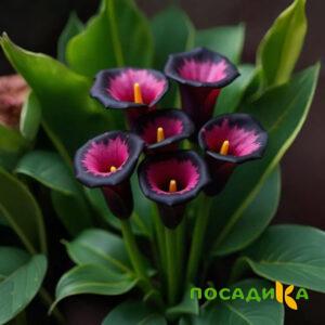 Калла Аура Лейс купить по цене от 400р. в интернет-магазине «Посадика» с доставкой почтой в в Уржуме и по всей России – [изображение №1].