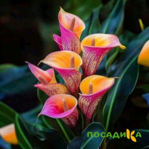Калла Оникс купить по цене от 450р. в интернет-магазине «Посадика» с доставкой почтой в в Уржуме и по всей России – [изображение №1].
