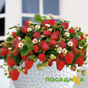 Клубника Рубиновый Шепот (горшечная) купить по цене от 240р. в интернет-магазине «Посадика» с доставкой почтой в в Уржуме и по всей России – [изображение №1].