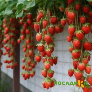 Клубника вьющаяся Комплимент купить по цене от 470р. в интернет-магазине «Посадика» с доставкой почтой в в Уржуме и по всей России – [изображение №1].