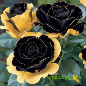 Роза Ханни Сикл купить по цене от 700р. в интернет-магазине «Посадика» с доставкой почтой в в Уржуме и по всей России – [изображение №1].
