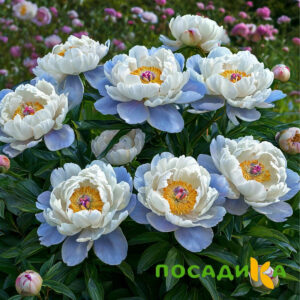 Пион акварельный Этюд купить по цене от 806р. в интернет-магазине «Посадика» с доставкой почтой в в Уржуме и по всей России – [изображение №1].