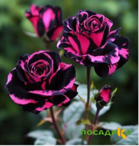 Роза Багровый Шепот купить по цене от 366р. в интернет-магазине «Посадика» с доставкой почтой в в Уржуме и по всей России – [изображение №1].