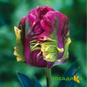 Тюльпан Экзотик Хэвен купить по цене от 186р. в интернет-магазине «Посадика» с доставкой почтой в в Уржуме и по всей России – [изображение №1].