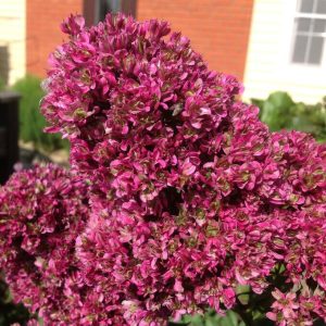 Флокс Филингс купить по цене от 329р. в интернет-магазине «Посадика» с доставкой почтой в в Уржуме и по всей России – [изображение №1].