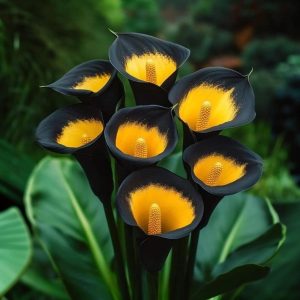 Калла Легато купить по цене от 620р. в интернет-магазине «Посадика» с доставкой почтой в в Уржуме и по всей России – [изображение №1].