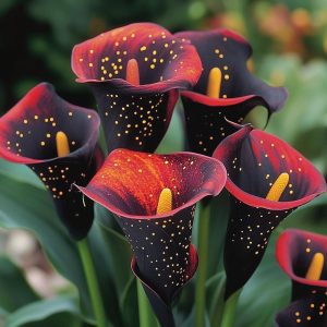 Калла Нуар купить по цене от 299р. в интернет-магазине «Посадика» с доставкой почтой в в Уржуме и по всей России – [изображение №1].