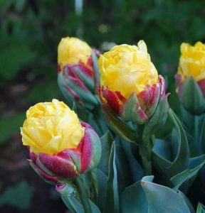 Тюльпан Айс Крим Банана купить по цене от 360р. в интернет-магазине «Посадика» с доставкой почтой в в Уржуме и по всей России – [изображение №1].