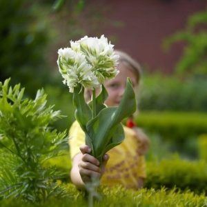 Тюльпан Супер Пэррот купить по цене от 360р. в интернет-магазине «Посадика» с доставкой почтой в в Уржуме и по всей России – [изображение №1].