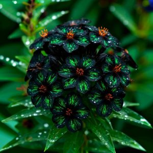 Флокс Ривьера купить по цене от 299р. в интернет-магазине «Посадика» с доставкой почтой в в Уржуме и по всей России – [изображение №1].