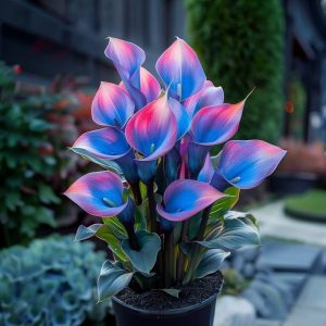 Калла Импрессия купить по цене от 590р. в интернет-магазине «Посадика» с доставкой почтой в в Уржуме и по всей России – [изображение №1].