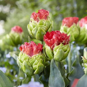 Тюльпан Бычий Глаз купить по цене от 275р. в интернет-магазине «Посадика» с доставкой почтой в в Уржуме и по всей России – [изображение №1].