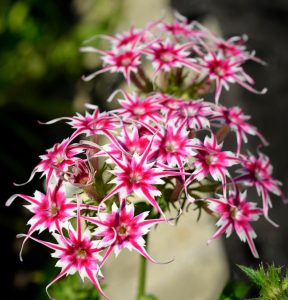 Флокс Метельчатый Путь купить по цене от 456р. в интернет-магазине «Посадика» с доставкой почтой в в Уржуме и по всей России – [изображение №1].