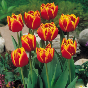 Тюльпан Блэк Фаер купить по цене от 275р. в интернет-магазине «Посадика» с доставкой почтой в в Уржуме и по всей России – [изображение №1].