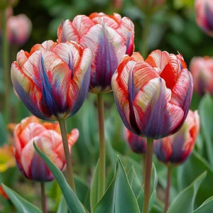 Тюльпан Эбисан Грэйс купить по цене от 217р. в интернет-магазине «Посадика» с доставкой почтой в в Уржуме и по всей России – [изображение №1].