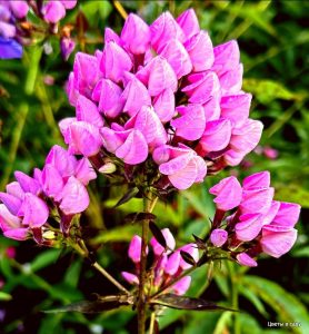 Флокс Бутоник купить по цене от 461р. в интернет-магазине «Посадика» с доставкой почтой в в Уржуме и по всей России – [изображение №1].