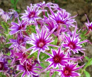 Флокс Звездное Кружево купить по цене от 361р. в интернет-магазине «Посадика» с доставкой почтой в в Уржуме и по всей России – [изображение №1].