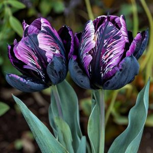 Тюльпан Блэк Каньон купить по цене от 305р. в интернет-магазине «Посадика» с доставкой почтой в в Уржуме и по всей России – [изображение №1].