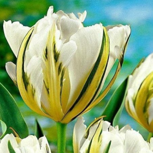 Тюльпан Экзотик Пуруссима купить по цене от 305р. в интернет-магазине «Посадика» с доставкой почтой в в Уржуме и по всей России – [изображение №1].