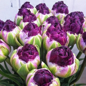 Тюльпан Анаконда купить по цене от 450р. в интернет-магазине «Посадика» с доставкой почтой в в Уржуме и по всей России – [изображение №1].