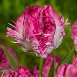 Тюльпан махровый Кул Кристал купить по цене от 400р. в интернет-магазине «Посадика» с доставкой почтой в в Уржуме и по всей России – [изображение №1].