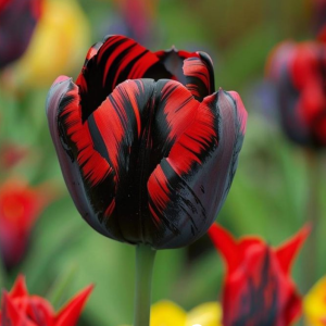 Тюльпан Блэк Перрот купить по цене от 351р. в интернет-магазине «Посадика» с доставкой почтой в в Уржуме и по всей России – [изображение №1].