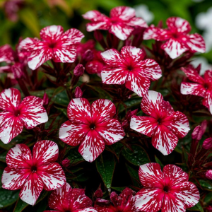 Флокс Ливер Гриммер купить по цене от 590р. в интернет-магазине «Посадика» с доставкой почтой в в Уржуме и по всей России – [изображение №1].