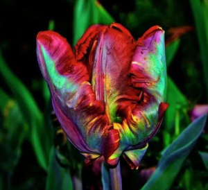 Тюльпан Эирпрайз купить по цене от 270р. в интернет-магазине «Посадика» с доставкой почтой в в Уржуме и по всей России – [изображение №1].