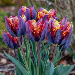 Тюльпан Опал Дрим купить по цене от 207р. в интернет-магазине «Посадика» с доставкой почтой в в Уржуме и по всей России – [изображение №1].